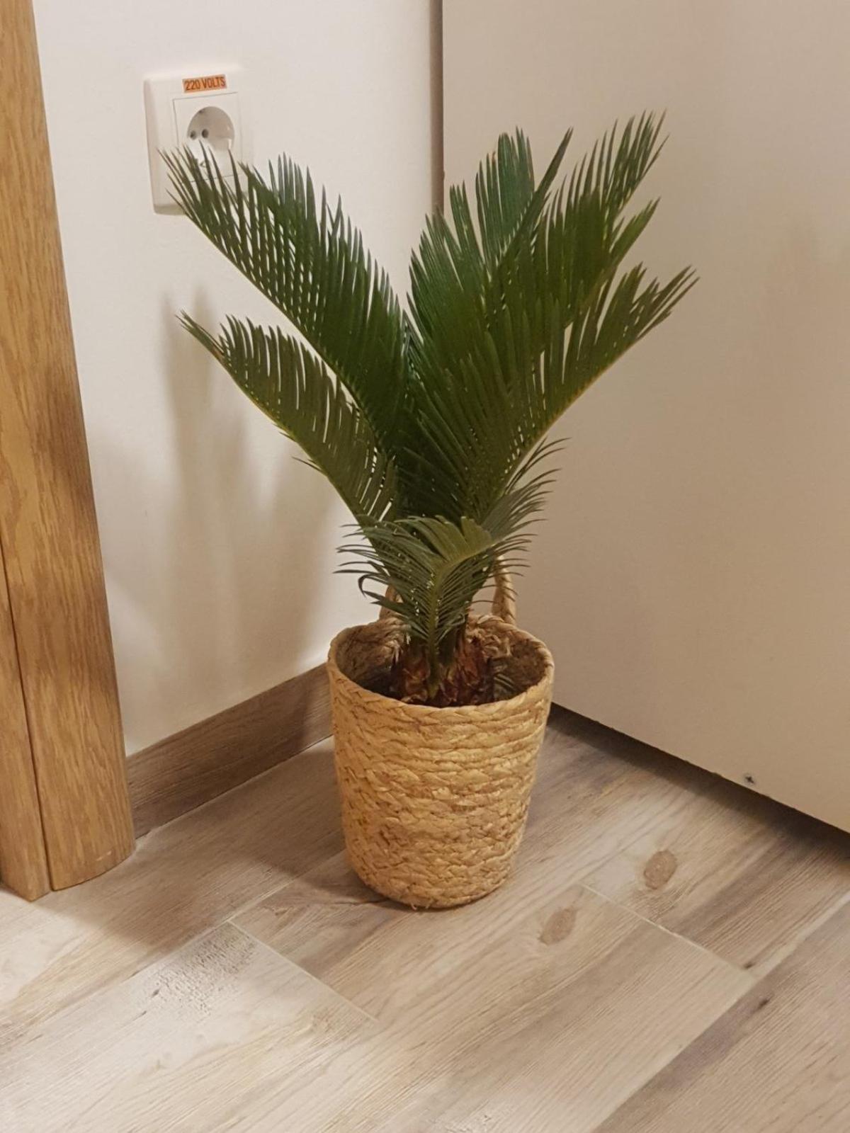סובוטיקה Apartment Rea מראה חיצוני תמונה